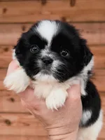 AKC-Black & White-Boy, a male Shih Tzu for sale in Waxahachie, TX – Photo 2 of 7