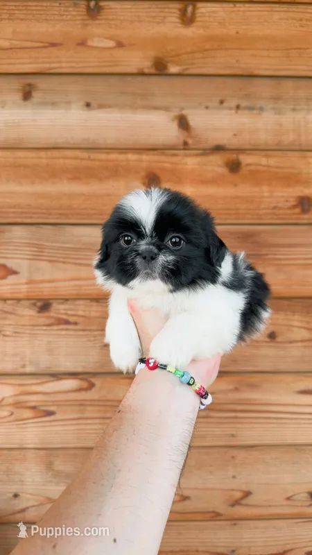 AKC-Black & White-Boy – Shih Tzu puppy for sale in Waxahachie, TX