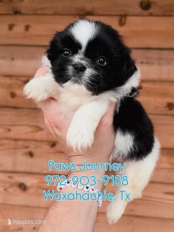 AKC-Black & White-Boy – Shih Tzu puppy for sale in Waxahachie, TX