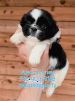 AKC-Black & White-Boy, a male Shih Tzu for sale in Waxahachie, TX – Photo 1 of 7