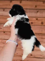 AKC-Black & White-Boy, a male Shih Tzu for sale in Waxahachie, TX – Photo 4 of 7