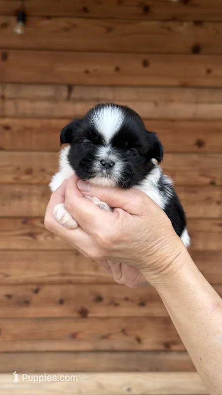 AKC-Black & White-Boy – Shih Tzu puppy for sale in Waxahachie, TX