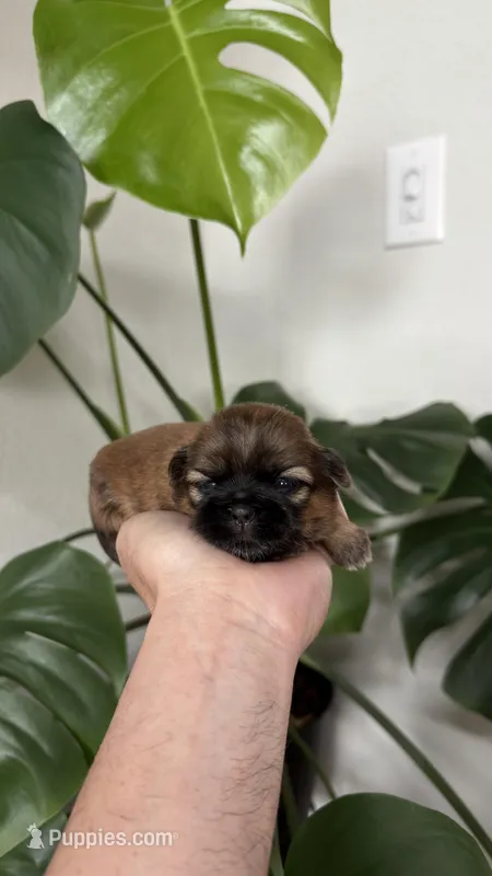 AKC - Girl - Mint – Shih Tzu puppy for sale in Waxahachie, TX