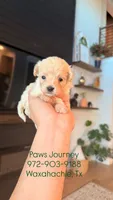 MALTIPOO - Boy - CKC, a male Maltipoo for sale in Waxahachie, TX – 6 of 9