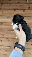 AKC - Girl - Shih Tzu, a female Shih Tzu for sale in Dallas, TX – 4 of 8