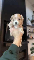 MALTIPOO - GIRL - CKC, a female Maltipoo for sale in Waxahachie, TX – 4 of 10