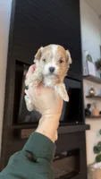 MALTIPOO - GIRL - CKC, a female Maltipoo for sale in Waxahachie, TX – 3 of 10