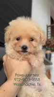 MALTIPOO - Boy - CKC, a male Maltipoo for sale in Waxahachie, TX – 2 of 9