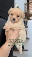 MALTIPOO - Boy - CKC, a male Maltipoo for sale in Waxahachie, TX – 4 of 9