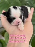 AKC - Girl 1, a female Shih Tzu for sale in Waxahachie, TX – Photo 1 of 4