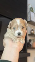 MALTIPOO - GIRL - CKC, a female Maltipoo for sale in Waxahachie, TX – 6 of 10