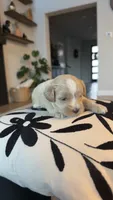 MALTIPOO - Boy2 - CKC, a male Maltipoo for sale in Waxahachie, TX – 8 of 10