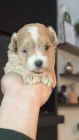 MALTIPOO - GIRL - CKC, a female Maltipoo for sale in Waxahachie, TX – 7 of 10
