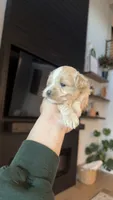 MALTIPOO - Boy2 - CKC, a male Maltipoo for sale in Waxahachie, TX – 6 of 10