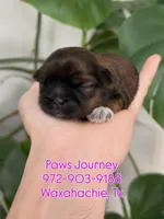 AKC - Girl 3, a female Shih Tzu for sale in Waxahachie, TX – Photo 1 of 4