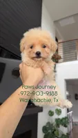 MALTIPOO - Boy - CKC, a male Maltipoo for sale in Waxahachie, TX – 3 of 9