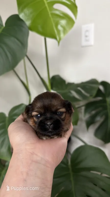 AKC - Girl - Orange – Shih Tzu puppy for sale in Waxahachie, TX