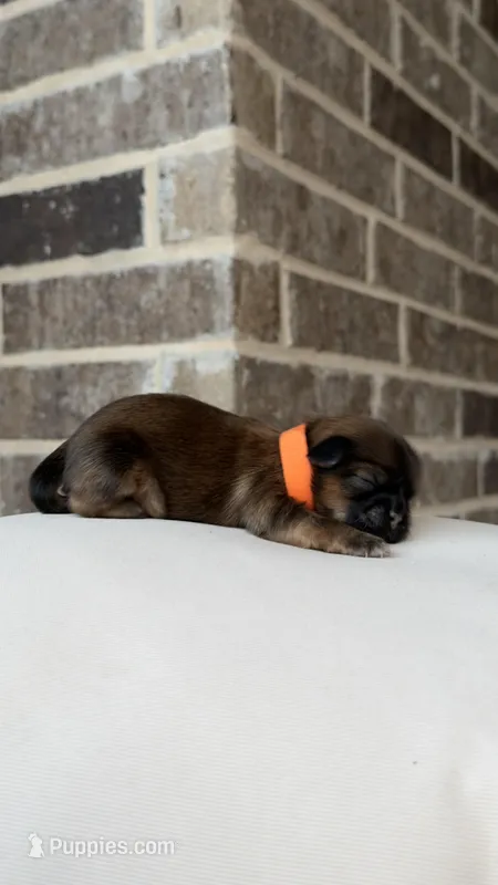 AKC - Girl - Orange – Shih Tzu puppy for sale in Waxahachie, TX