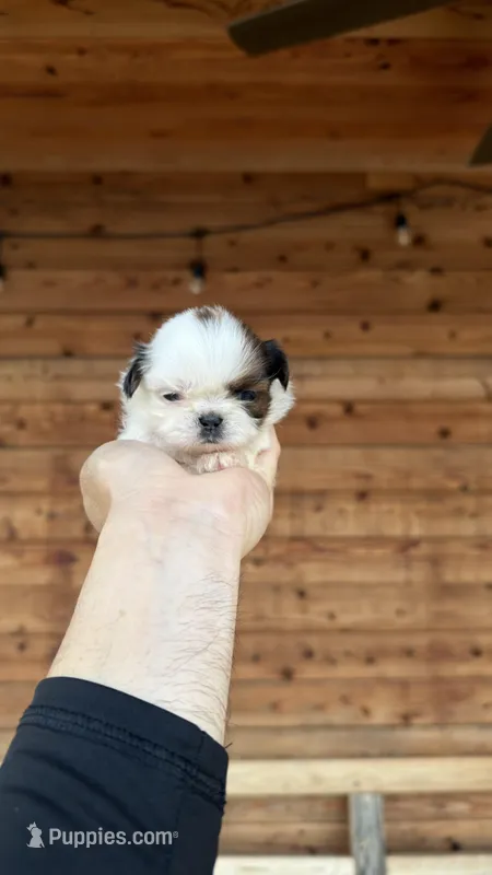 AKC-Black/Brown & White-Girl – Shih Tzu puppy for sale in Waxahachie, TX