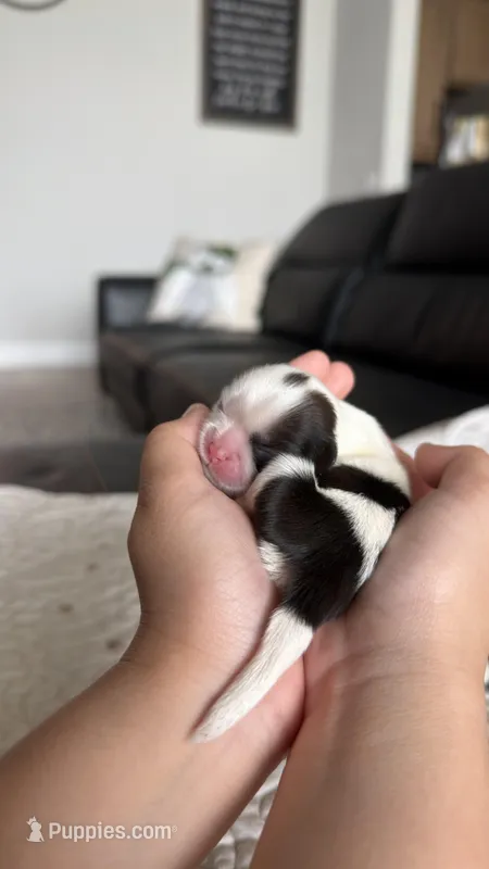 AKC-Black & White-Girl – Shih Tzu puppy for sale in Waxahachie, TX
