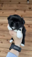 AKC - Girl - Shih Tzu, a female Shih Tzu for sale in Dallas, TX – 3 of 8