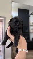 AKC - Black - Girl, a female Shih Tzu for sale in Waxahachie, TX – Photo 5 of 9