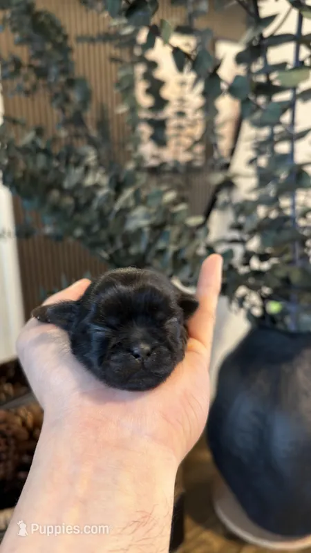 AKC - Black - Girl – Shih Tzu puppy for sale in Waxahachie, TX