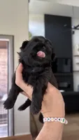 AKC - Black - Girl, a female Shih Tzu for sale in Waxahachie, TX – Photo 4 of 9