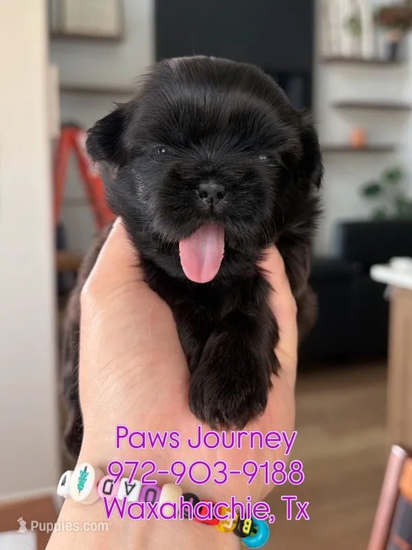 AKC - Black - Girl – Shih Tzu puppy on hold in Waxahachie, TX