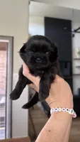 AKC - Black - Girl, a female Shih Tzu for sale in Waxahachie, TX – Photo 3 of 9
