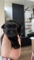 AKC - Black - Girl, a female Shih Tzu for sale in Waxahachie, TX – Photo 6 of 9