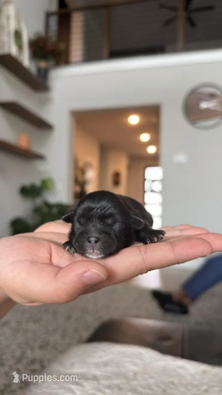 AKC-Black-Boy – Shih Tzu puppy for sale in Waxahachie, TX