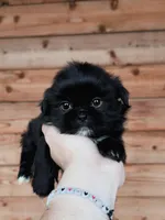 AKC-Black-Boy, a male Shih Tzu for sale in Waxahachie, TX – Photo 2 of 7