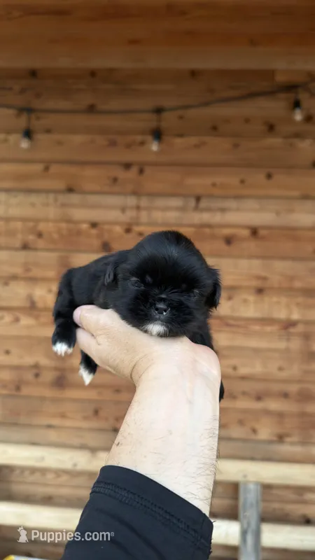 AKC-Black-Boy – Shih Tzu puppy for sale in Waxahachie, TX