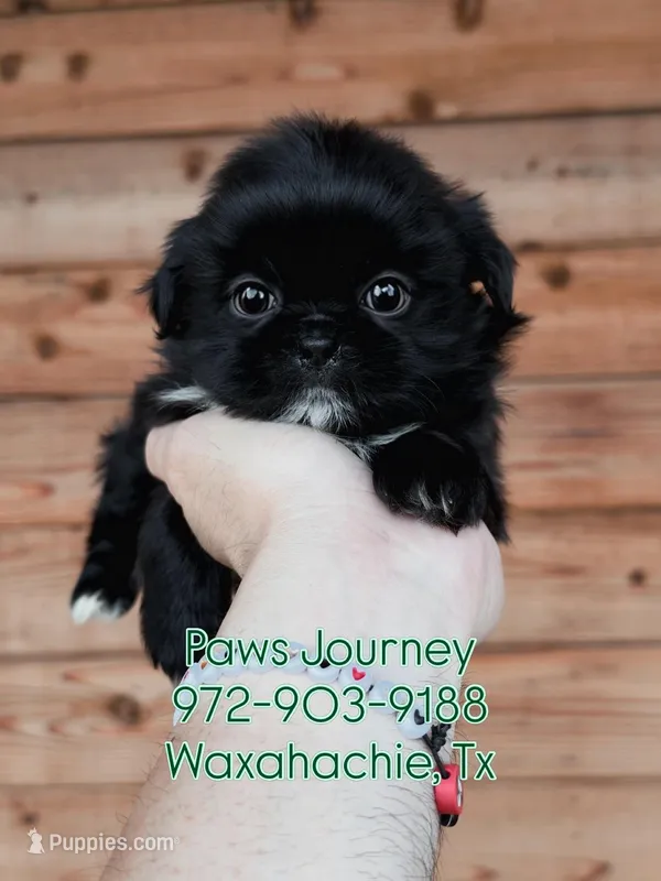 AKC-Black-Boy – Shih Tzu puppy for sale in Waxahachie, TX