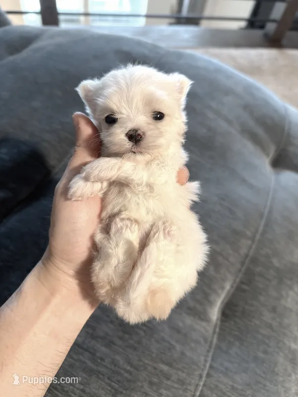Lilly – Maltese puppy for sale in Dallas, TX