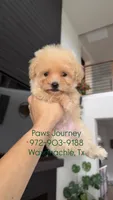 MALTIPOO - Boy - CKC, a male Maltipoo for sale in Waxahachie, TX – 1 of 9
