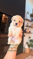 MALTIPOO - Boy - CKC, a male Maltipoo for sale in Waxahachie, TX – 9 of 9