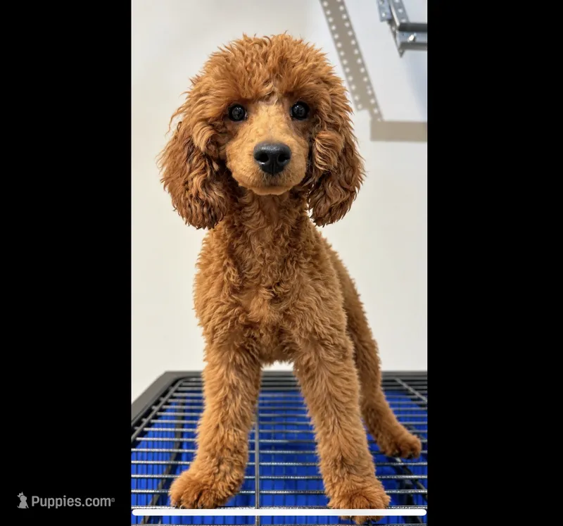 Ziggy – Poodle - Toy  puppy for sale in Dallas, TX