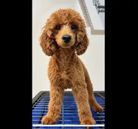 Ziggy, a male Poodle - Toy  for sale in Dallas, TX – 1 of 1