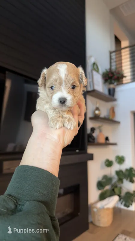 MALTIPOO - GIRL - CKC – Maltipoo puppy for sale in Waxahachie, TX