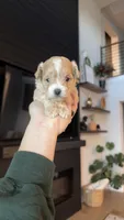 MALTIPOO - GIRL - CKC, a female Maltipoo for sale in Waxahachie, TX – 1 of 10