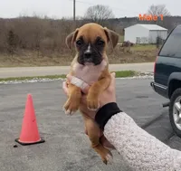 Milo, a male Boxer for sale in Hagerstown, IN – Photo 1 of 5