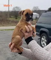 Milo, a male Boxer for sale in Hagerstown, IN – Photo 3 of 5