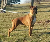 Milo, a male Boxer for sale in Hagerstown, IN – Photo 5 of 5