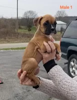 Milo, a male Boxer for sale in Hagerstown, IN – Photo 2 of 5