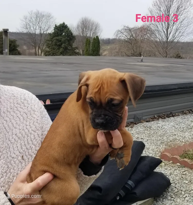 Daisy  – Boxer puppy for sale in Hagerstown, IN