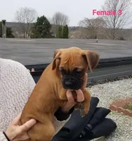 Daisy , a female Boxer for sale in Hagerstown, IN – Photo 1 of 6