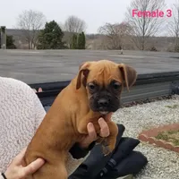 Daisy , a female Boxer for sale in Hagerstown, IN – Photo 4 of 6