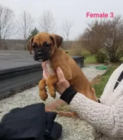 Daisy , a female Boxer for sale in Hagerstown, IN – Photo 3 of 6